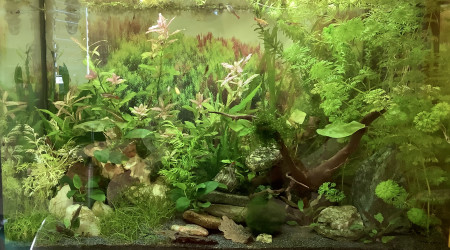 aquarium 60l