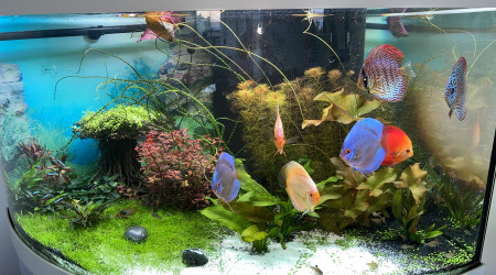 aquarium Trigon 350