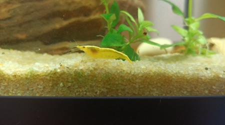 Neocardina davidi yellow