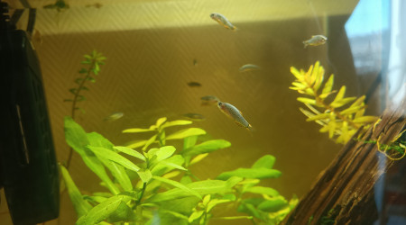 Microrasboras Galaxy