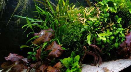 Grosse Session de jardinage