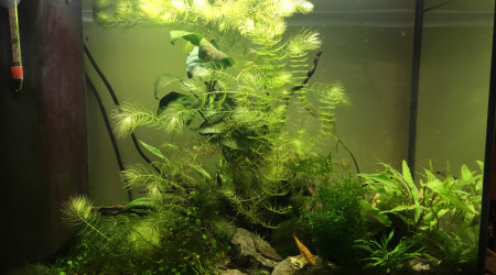 Croissance plantes et première taille