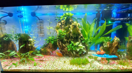 aquarium Aquarium maison