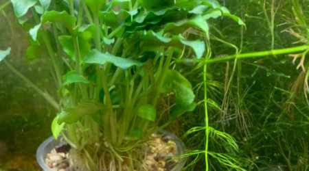 Neocaridina heteropoda blue velvet