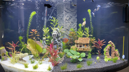 aquarium Bonnemains