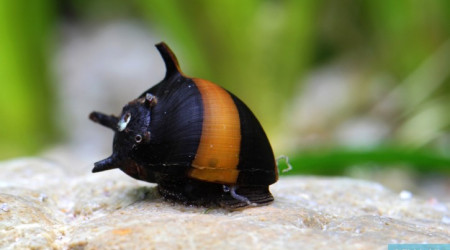 Ajout 1 Clithon Diadema