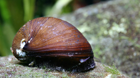 Ajout 1 Neretina Pulligera