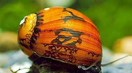 Ajout 1 Neretina SP Batik