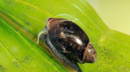 Apparition escargot PHYSE