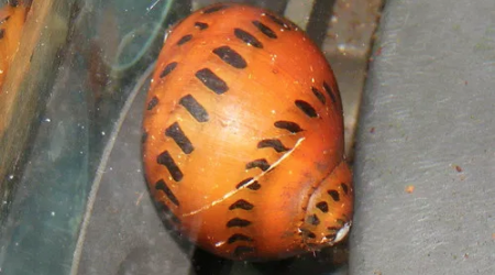 Ajout 3 Neretina Leopardi