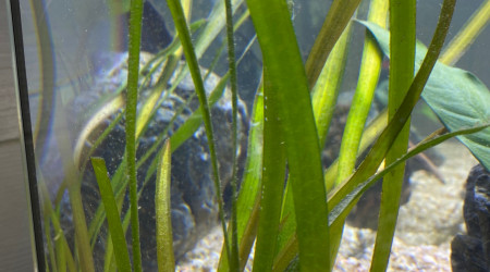 Ajout 1 VALLISNERIA CAULESCENS