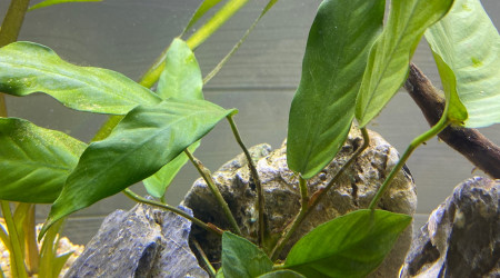 Ajout 3 ANUBIAS BARTERI