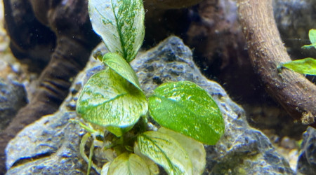 Ajout 2 ANUBIAS NANA PINTO
