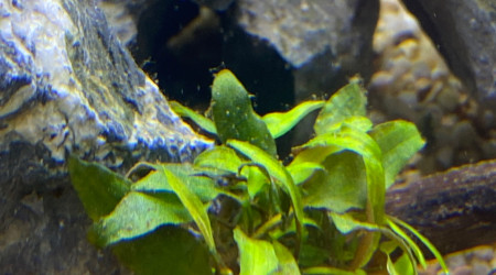 Ajout 2 ANUBIAS NANA PANGOLINO