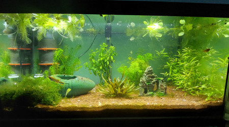 Bac 60L (Fundulopanchax nigerianus)