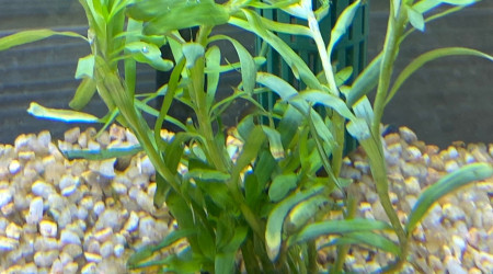 Ajout 1 HETERANTHERA ZOSTERIFOLIA