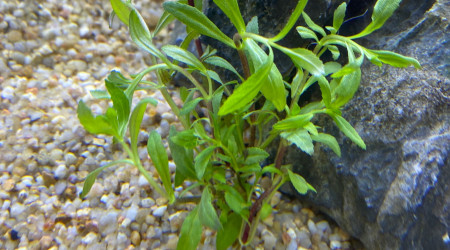 Ajout 1 LIMNOPHILA HIPPURIDOIDES