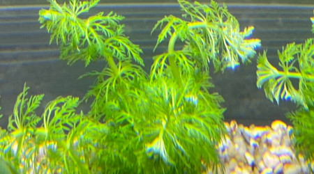 Ajout 1 LIMNOPHILA SESSILIFLORA