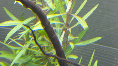 Ajout 1 HYGROPHILA SP LANCEA