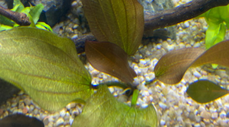 Ajout 1 ECHINODORUS BARTHII