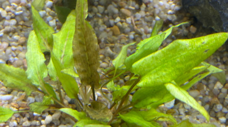 Ajout 1 CRYPTOCORYNE WENDTII GREEN