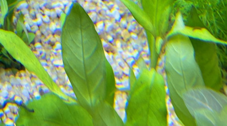 Ajout 1 HYGROPHILA CORYMBOSA SIAMENSIS