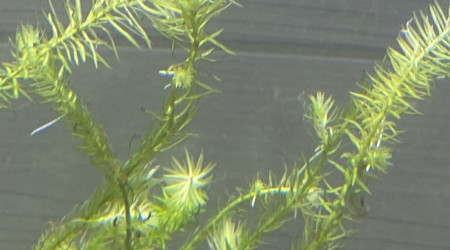 Ajout 1 MAYACA FLUVIATILIS PREMIUM