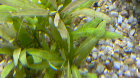 Ajout 1 JUSTICIA GENARUSSA