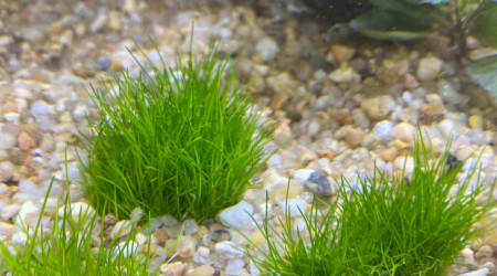 Ajout 1 ELEOCHARIS SP.