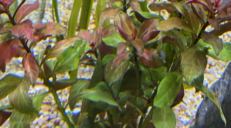 Ajout 1 LUDWIGIA PALUSTRIS RED