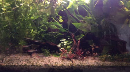 aquarium biotope amazonien