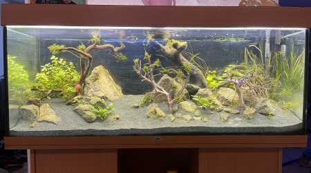 aquarium 250l