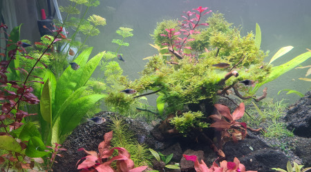 Mon premier aquarium