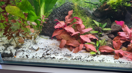 Mon premier aquarium