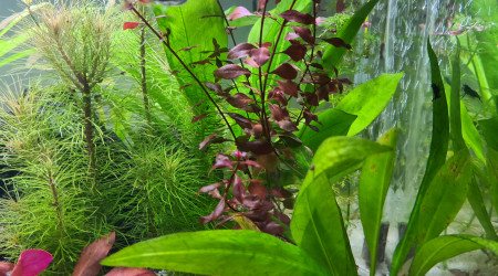 Mon premier aquarium