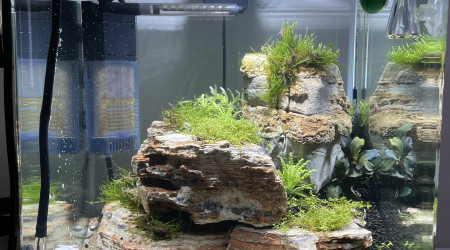 Nano aqua à crevettes