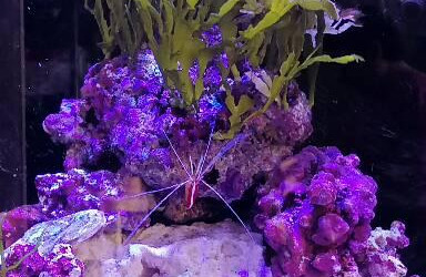 aquarium bac Marin