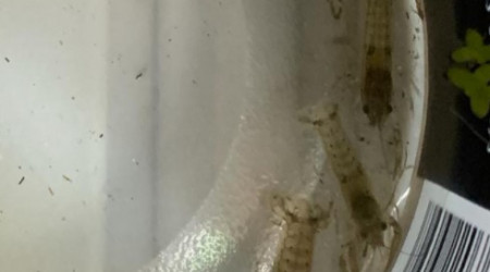 60 L Cambarellus diminutus adaptation