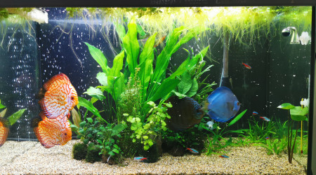 aquarium discus et camarades