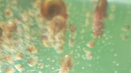 Bébés corydoras et photo de classe