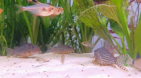 Bébés corydoras et photo de classe
