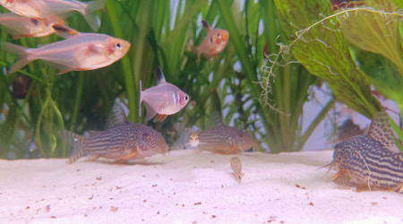 Bébés corydoras et photo de classe