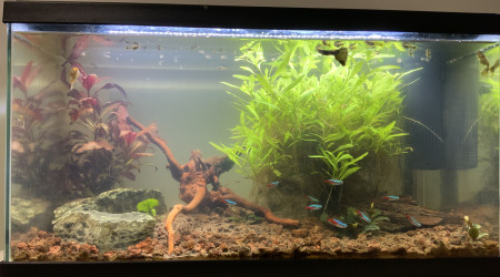 aquarium Bac 60 l