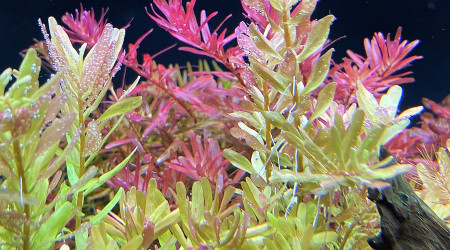 Rotala pink et blood red sg variant