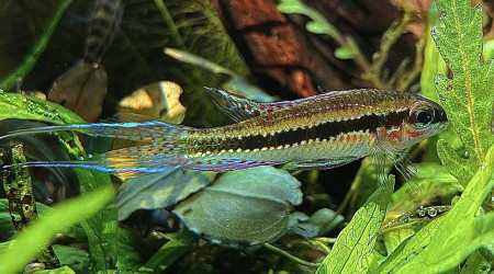 dicrossus filamentosus