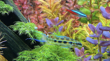 dicrossus filamentosus