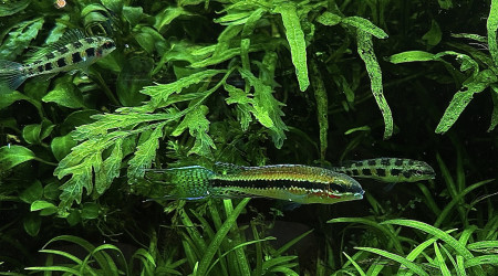 dicrossus filamentosus