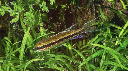 dicrossus filamentosus