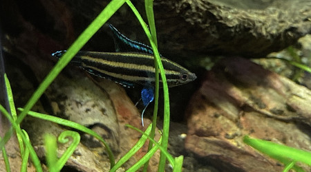 Parosphromenus gunawani