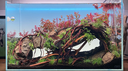 aquarium 60L aquascaping avec collection de plante Rare